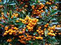 2011-1122-1335_Pyracantha_13,2C